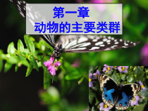 5.1.1《腔肠动物和扁形动物》PPT课件2-八年级上册生物人教版