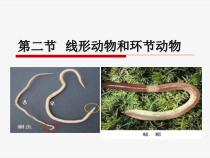 5.1.2《线形动物和环节动物》PPT课件3-八年级上册生物人教版