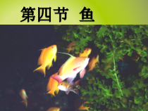 5.1.4《鱼》PPT课件1-八年级上册生物人教版