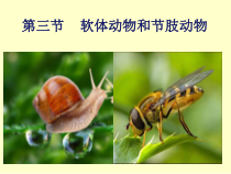 5.1.3《软体动物和节肢动物》PPT课件5-八年级上册生物人教版