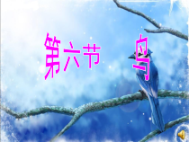 5.1.6《鸟》PPT课件1-八年级上册生物人教版