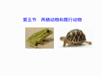 5.1.5《两栖动物和爬行动物》PPT课件1-八年级上册生物人教版