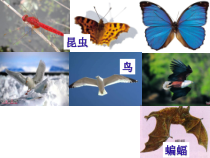 5.1.6《鸟》PPT课件2-八年级上册生物人教版