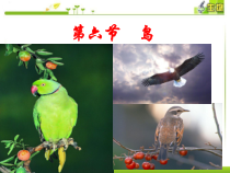 5.1.6《鸟》PPT课件3-八年级上册生物人教版
