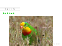 5.1.6《鸟》PPT课件4-八年级上册生物人教版