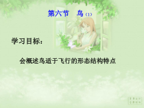5.1.6《鸟》PPT课件5-八年级上册生物人教版