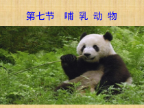 5.1.7《哺乳动物》PPT课件1-八年级上册生物人教版