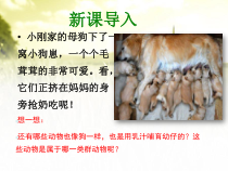 5.1.7《哺乳动物》PPT课件4-八年级上册生物人教版