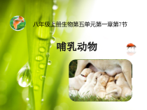 5.1.7《哺乳动物》PPT课件2-八年级上册生物人教版