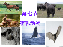 5.1.7《哺乳动物》PPT课件9-八年级上册生物人教版