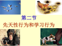 5.2.2《先天性行为和学习行为》PPT课件3-八年级上册生物人教版