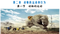 5.2.1《动物的运动》PPT课件10-八年级上册生物人教版
