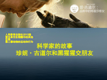 5.2.3《科学家的故事——珍妮·古道尔和黑猩猩》PPT课件-八年级上册生物人教版