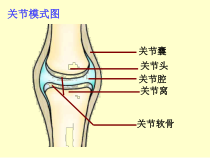 5.2.2《先天性行为和学习行为》PPT课件5-八年级上册生物人教版