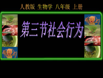 5.2.3《社会行为》PPT课件2-八年级上册生物人教版
