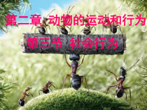 5.2.3《社会行为》PPT课件4-八年级上册生物人教版