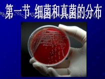 5.4.1《细菌和真菌的分布》PPT课件3-八年级上册生物人教版