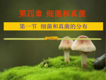 5.4.1《细菌和真菌的分布》PPT课件5-八年级上册生物人教版