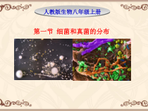 5.4.1《细菌和真菌的分布》PPT课件4-八年级上册生物人教版