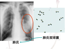 5.4.2《细菌》PPT课件4-八年级上册生物人教版