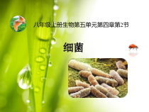 5.4.2《细菌》PPT课件5-八年级上册生物人教版