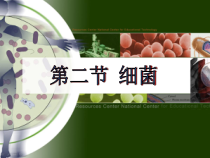5.4.2《细菌》PPT课件6-八年级上册生物人教版