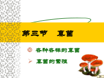 5.4.3《真菌》PPT课件4-八年级上册生物人教版