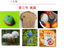 5.4.3《真菌》PPT课件3-八年级上册生物人教版
