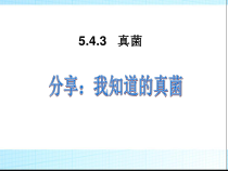 5.4.3《真菌》PPT课件8-八年级上册生物人教版
