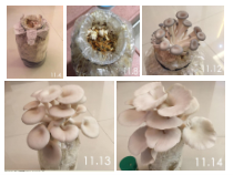 5.4.3《真菌》PPT课件7-八年级上册生物人教版