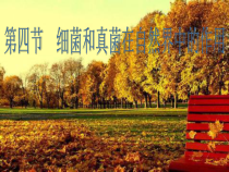 5.4.4《细菌和真菌在自然界中的作用》PPT课件3-八年级上册生物人教版