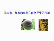 5.4.4《细菌和真菌在自然界中的作用》PPT课件4-八年级上册生物人教版