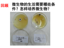5.4.5《人类对细菌和真菌的利用》PPT课件1-八年级上册生物人教版