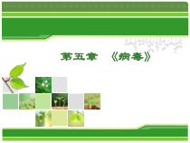 5.5.1《病毒》PPT课件4-八年级上册生物人教版
