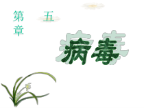 5.5.1《病毒》PPT课件3-八年级上册生物人教版