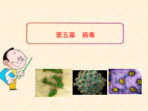 5.5.1《病毒》PPT课件5-八年级上册生物人教版
