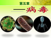 5.5.1《病毒》PPT课件8-八年级上册生物人教版