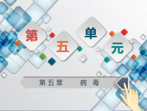 5.5.1《病毒》PPT课件7-八年级上册生物人教版
