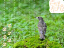 6.3《保护生物的多样性》PPT课件2-八年级上册生物人教版