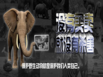 6.3《保护生物的多样性》PPT课件1-八年级上册生物人教版