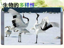 6.3《保护生物的多样性》PPT课件3-八年级上册生物人教版