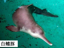 6.3《保护生物的多样性》PPT课件6-八年级上册生物人教版