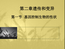 7.2.1《基因控制生物性状》PPT课件2-八年级下册生物人教版