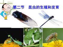 7.1.2《昆虫的生殖和发》PPT课件2-八年级下册生物人教版