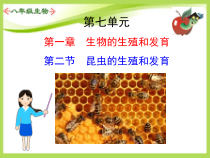 7.1.2《昆虫的生殖和发》PPT课件3-八年级下册生物人教版