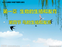 7.1.4《鸟的生殖和发育》PPT课件2-八年级下册生物人教版