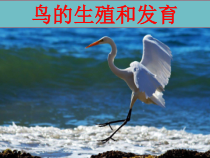 7.1.4《鸟的生殖和发育》PPT课件5-八年级下册生物人教版