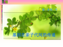 7.2.2《基因在亲子代间的传递》PPT课件2-八年级下册生物人教版