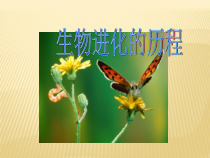 7.3.2《生物进化的历程》PPT课件3-八年级下册生物人教版