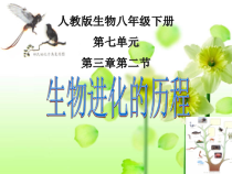 7.3.2《生物进化的历程》PPT课件7-八年级下册生物人教版